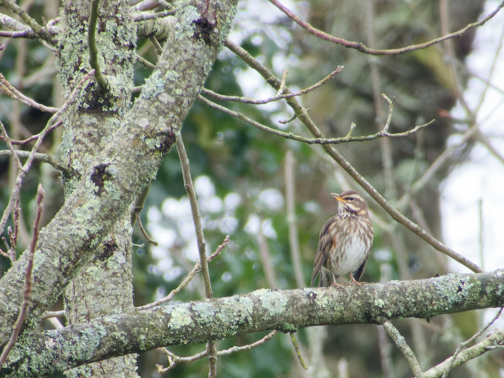 Redwing